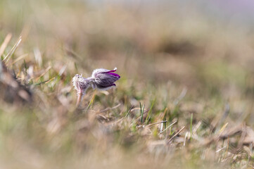 Pulsatilla grandis,small pasque flower on the meadow.
