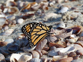 Closeup of monarch butterfly on seashells