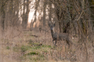 Roe deer in colorful forest in the morning light	