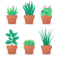 Set of six different home plants in a clay pots. Succulent, cyclamen. Vector illustration isolated on white background.