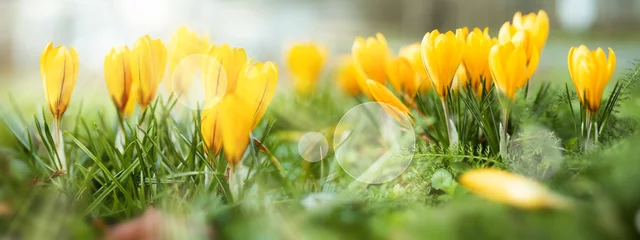 Fotobehang Krokus Yellow blooming crocus in sunny spring. Seasonal background with bright bokeh. Horizontal close-up with short depth of field and space for text.  © gudrun