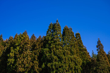 青空と杉の木