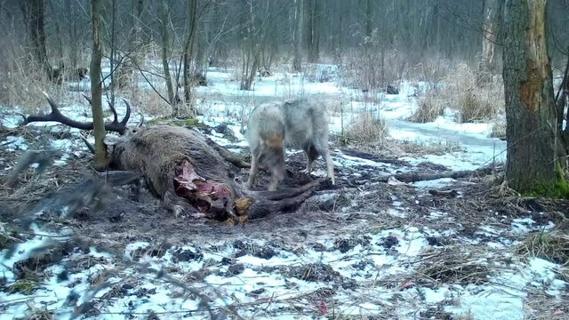 Wolves feed on dead deer in Kampinoski National Park in Poland