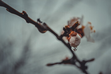 a drop of water on a spring blooming tree branch. cool tones in photography