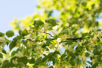 Flowers of blooming  linden tree in tree foliage and blue sky background, blossoms of  linden tree in the garden in sunny day in nature background, nature concept