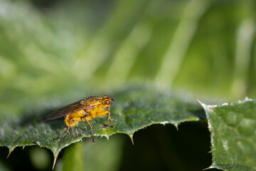 Fly species photographed in their natural environment.