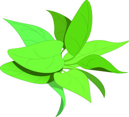 Soft Leaf Vector Illustration