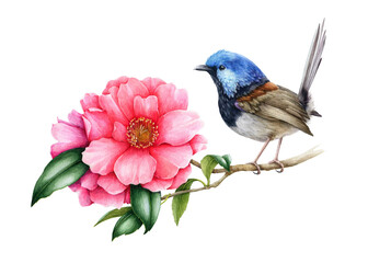 Fairy-wren bird and pink camellia flower. Garden australia bird watercolor illustration. Wren bird with tender camellia spring flowers and green leaves. Realistic floral spring image.