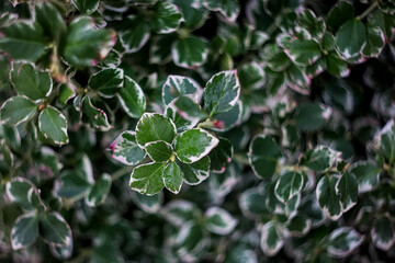 Fototapeta na wymiar Green leaf background. Green leaves with a white edge.