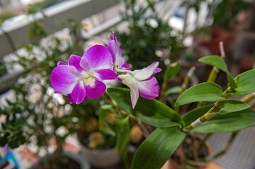 Purple flower Phalaenopsis Orchid, commonly known as the Moon Orchid or Moth Orchid Butterfly Orchids, Pink Phalaenopsis or Moth Dendrobium Orchid flower. Phalaenopsis Amabilis. 
Selective focus.