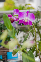 Purple flower Phalaenopsis Orchid, commonly known as the Moon Orchid or Moth Orchid Butterfly Orchids, Pink Phalaenopsis or Moth Dendrobium Orchid flower. Phalaenopsis Amabilis. 
Selective focus.