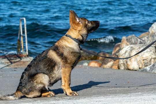 A picture of a fifteen weeks old German Shepherd puppy. Blue sky and ocean in the background