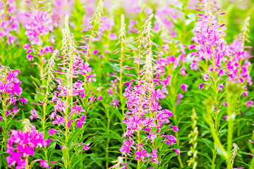 Obraz premium Chamaenerion. Pink flowers of fireweed, beautiful field of Chamerion angustifolium, ivan tea