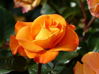Many shaded orange rose in the summer sun