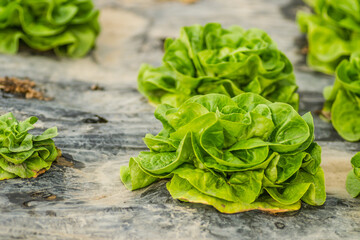 Young spring organic lettuce planted in a greenhouse.