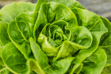 Young spring organic lettuce planted in a greenhouse.