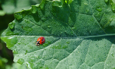 Joaninha numa folha de uma planta com gotas de água do orvalho da noite, insecto vermelho com...