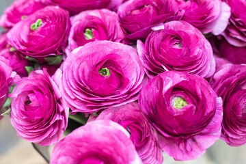 A lush bouquet of ranunculus flowers of purple color in the store floral. Obi-shaped roses