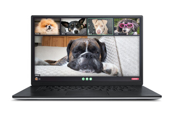 Laptop screen with dogs talking to dog friends in group videocall. Group of pets having an online...