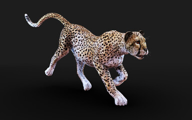 Cheetah tiger Isolated on Dark Background with Clipping Path. 3d Illustration.