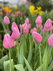 lilac tulips in the garden