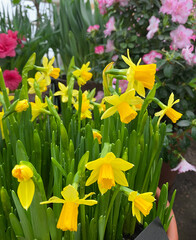 Obraz premium yellow daffodils in garden