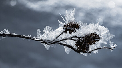 Fluffy frost on dry alder catkins