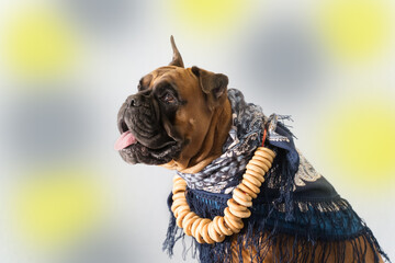the boxer dog is sitting in a half turn with an open mouth in a blue scarf and with bagels on his neck on a colored background