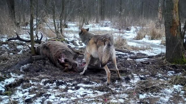 Wolves feed on dead deer in Kampinoski National Park in Poland