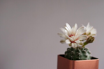 cactus in flowerpot