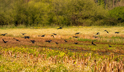 Bando de corvos numa terra cultivada.