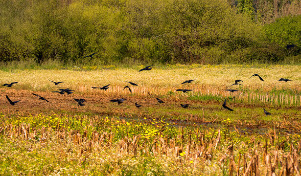 Bando de corvos numa terra cultivada.