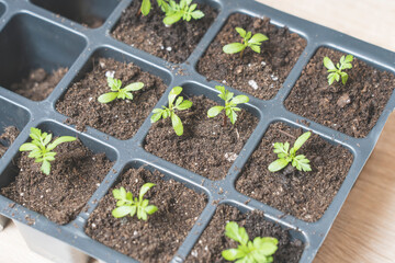 marigold seedlings cultivation and dipping, the process of marigold dipping