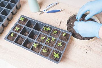 marigold seedlings cultivation and dipping, the process of marigold dipping