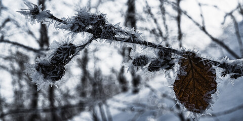 The alder branch is covered with thick frost