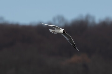 Black Headed Gull (Larus ridibundus) Flying. Gull in flight