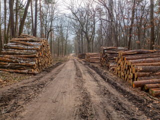 Gestapelte Holzstämme im Wald
