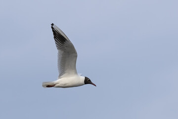 Fototapeta na wymiar Black Headed Gull (Larus ridibundus) Flying. Gull in flight