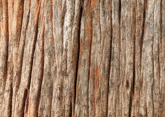 texture of bark wood use as natural background.Brown wood texture. Abstract background, empty template.Selective focus.