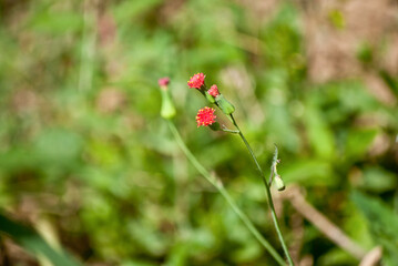 red poppy flower in a nature background 