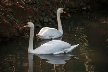 A pair of swans. Mating games of a pair of white swans. Swans swim on the water in nature.