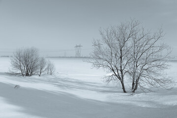 View of bare trees in fields with power line towers shrouded in fog during a beautiful late winter early morning, Levis, Quebec, Canada