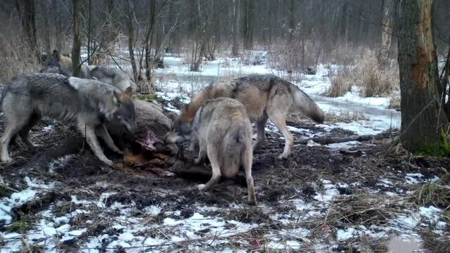 Wolves feed on dead deer in Kampinoski National Park in Poland