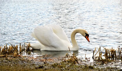Fototapeta premium swan on the water