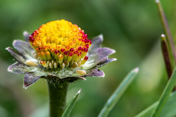 Fleur de pâquerette en fin de floraison au printemps