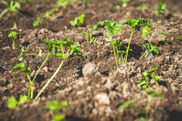young parsley on the ground