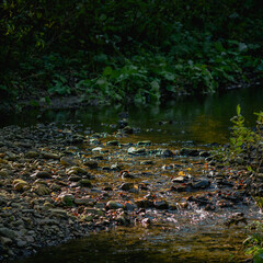 Wet stones in water of stream near green plans 