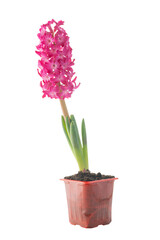 Naklejka na ściany i meble red flowering hyacinth in a pot isolated on a white background