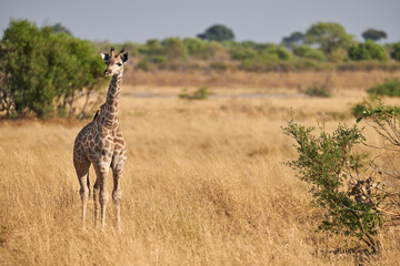 Lonely young giraffe in the savannah