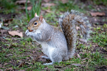 Naklejka na ściany i meble A Close Up of a Grey Squirrel Eating a Nut